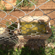 Photo: Big Cat Rescue